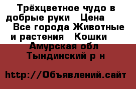 Трёхцветное чудо в добрые руки › Цена ­ 100 - Все города Животные и растения » Кошки   . Амурская обл.,Тындинский р-н